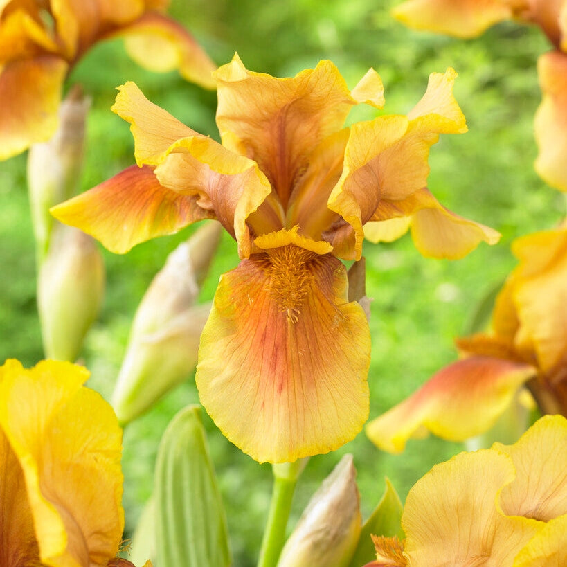 Tyskiris-Iris Germanica Golden Muffin 1-pack